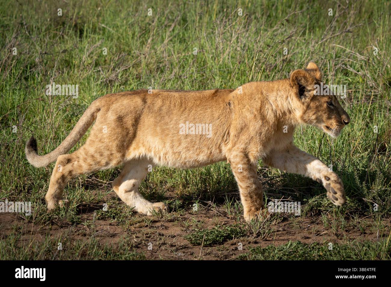 Jeune lion marchant dans la prairie du Serengeti Banque D'Images