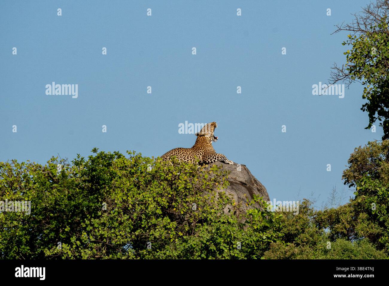 Léopard bâillant sur un affleurement rocheux dans le parc national du Serengeti Banque D'Images