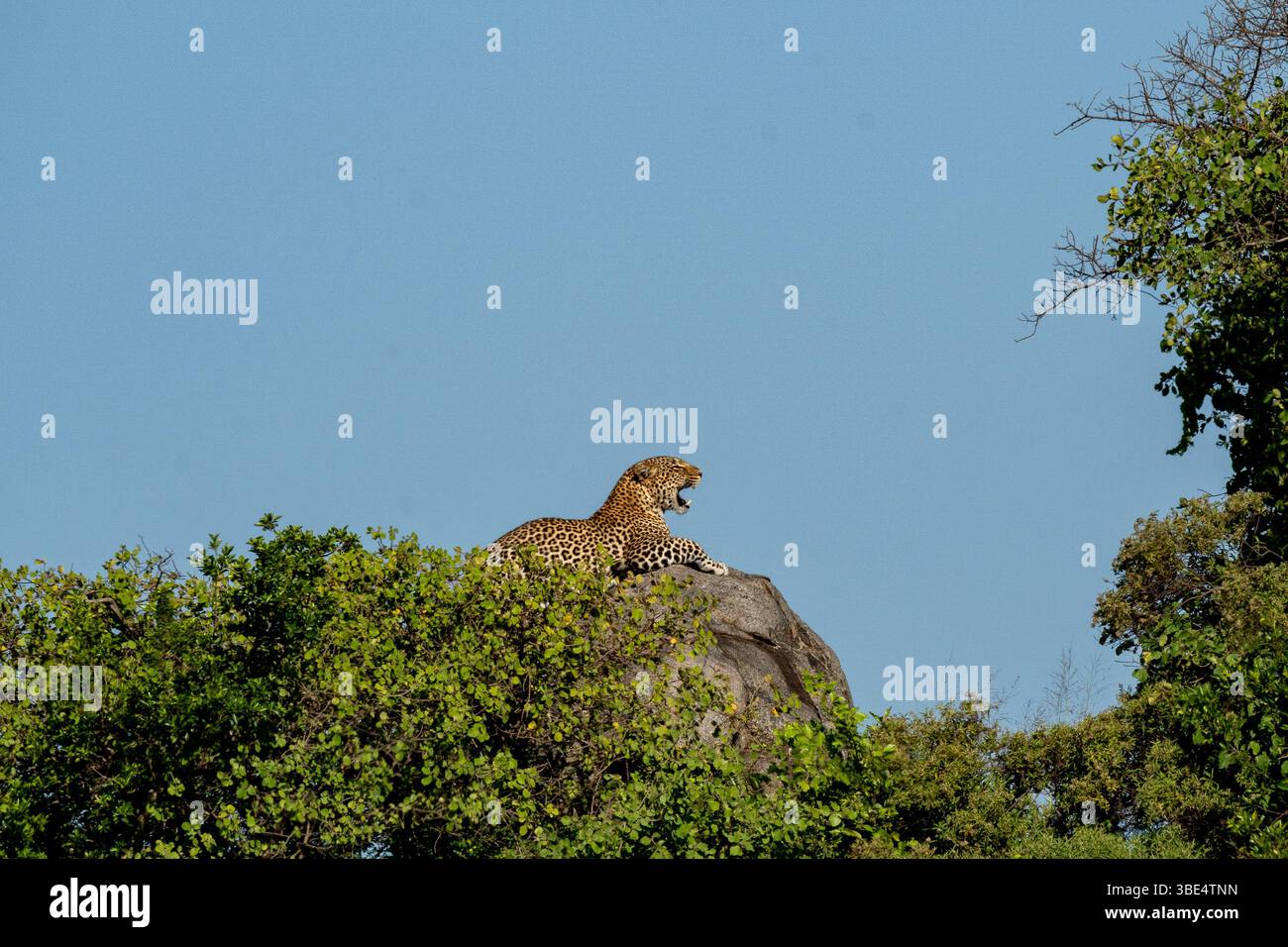 Léopard bâillant sur un affleurement rocheux dans le parc national du Serengeti Banque D'Images