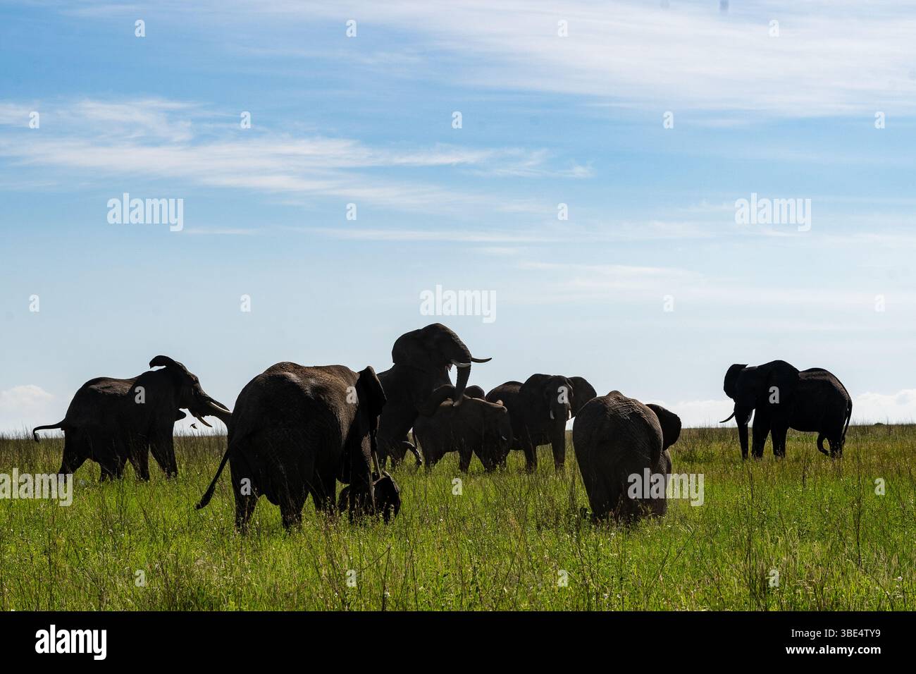 Troupeau d'éléphants interagissant dans les prairies du Serengeti Banque D'Images