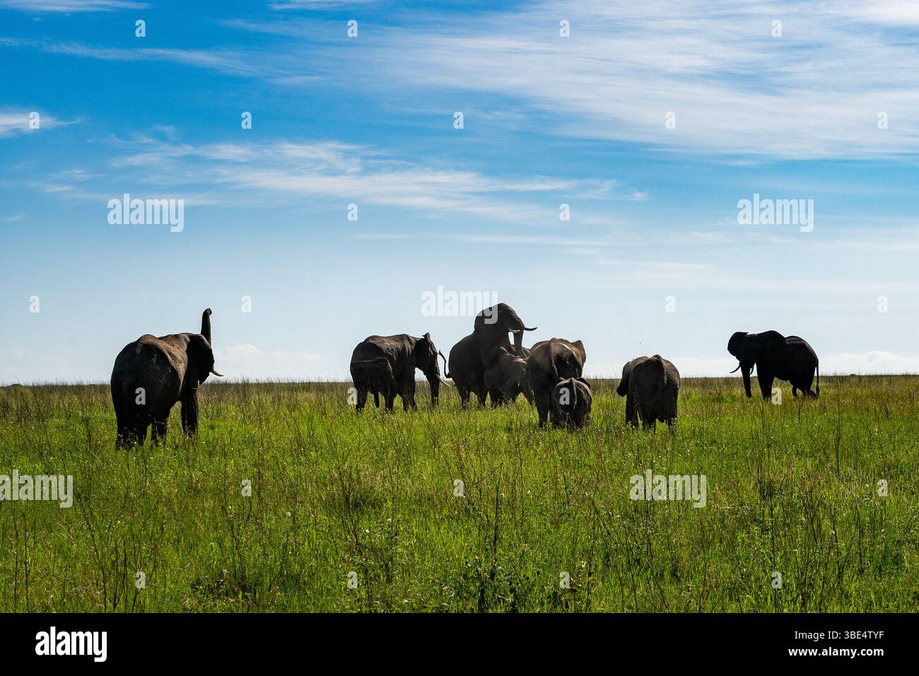 Troupeau d'éléphants interagissant dans les prairies du Serengeti Banque D'Images