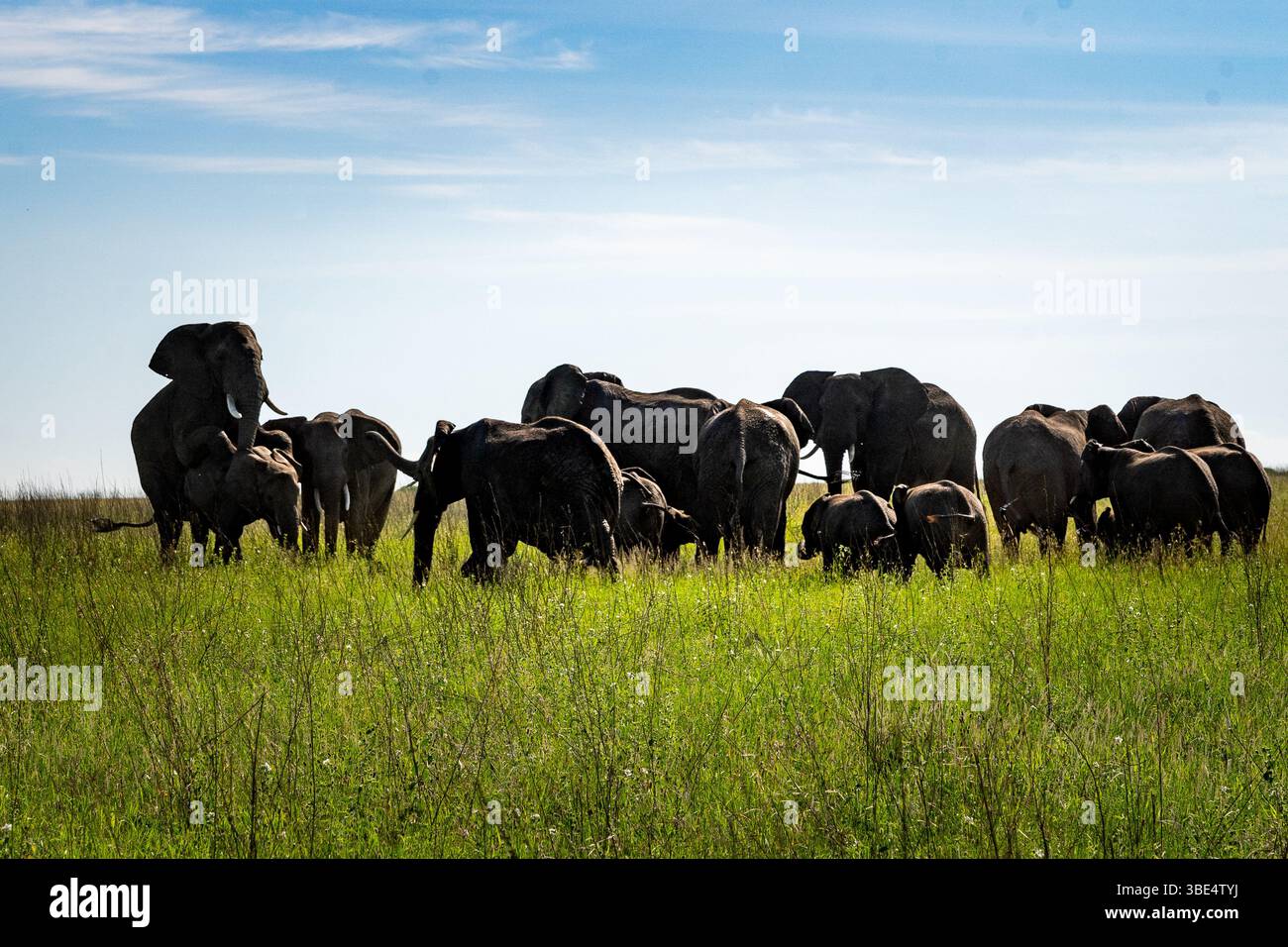 Troupeau d'éléphants interagissant dans les prairies du Serengeti Banque D'Images