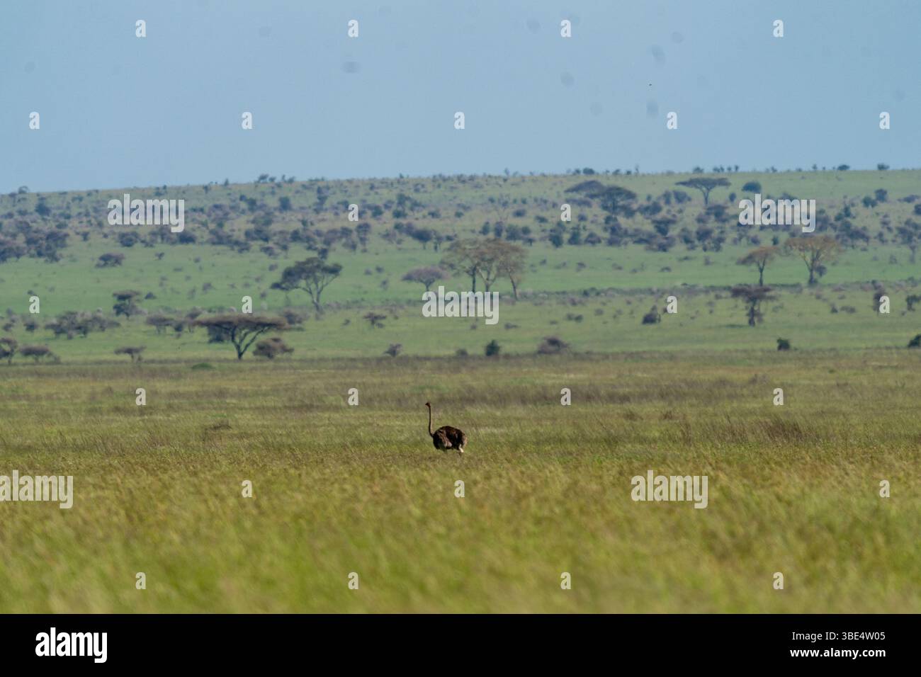 Autruche dans les vastes prairies du Serengeti Banque D'Images