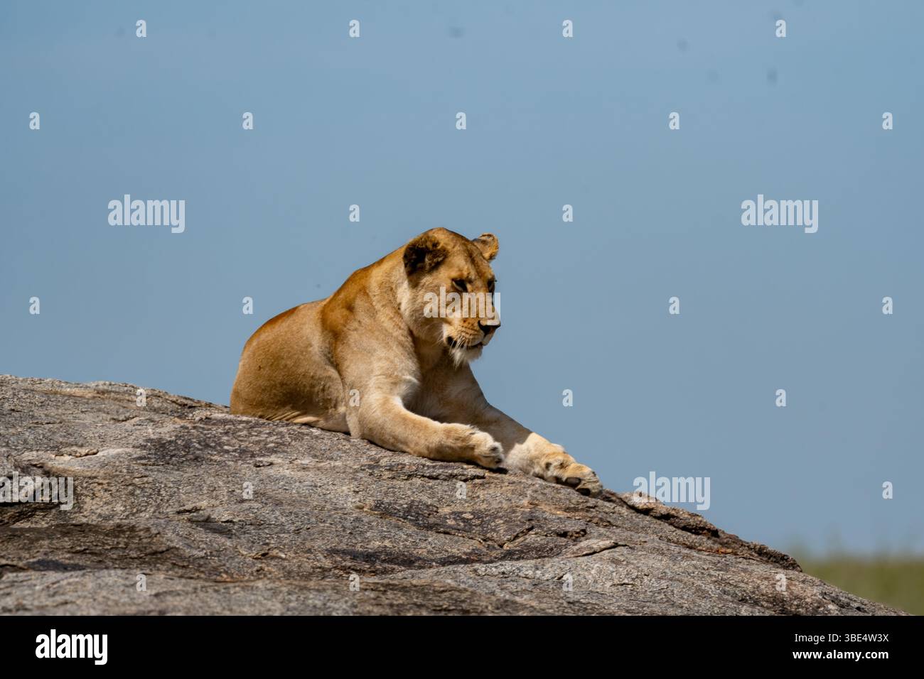 Lionne allongée sur un éperon rocheux dans le parc national du Serengeti Banque D'Images