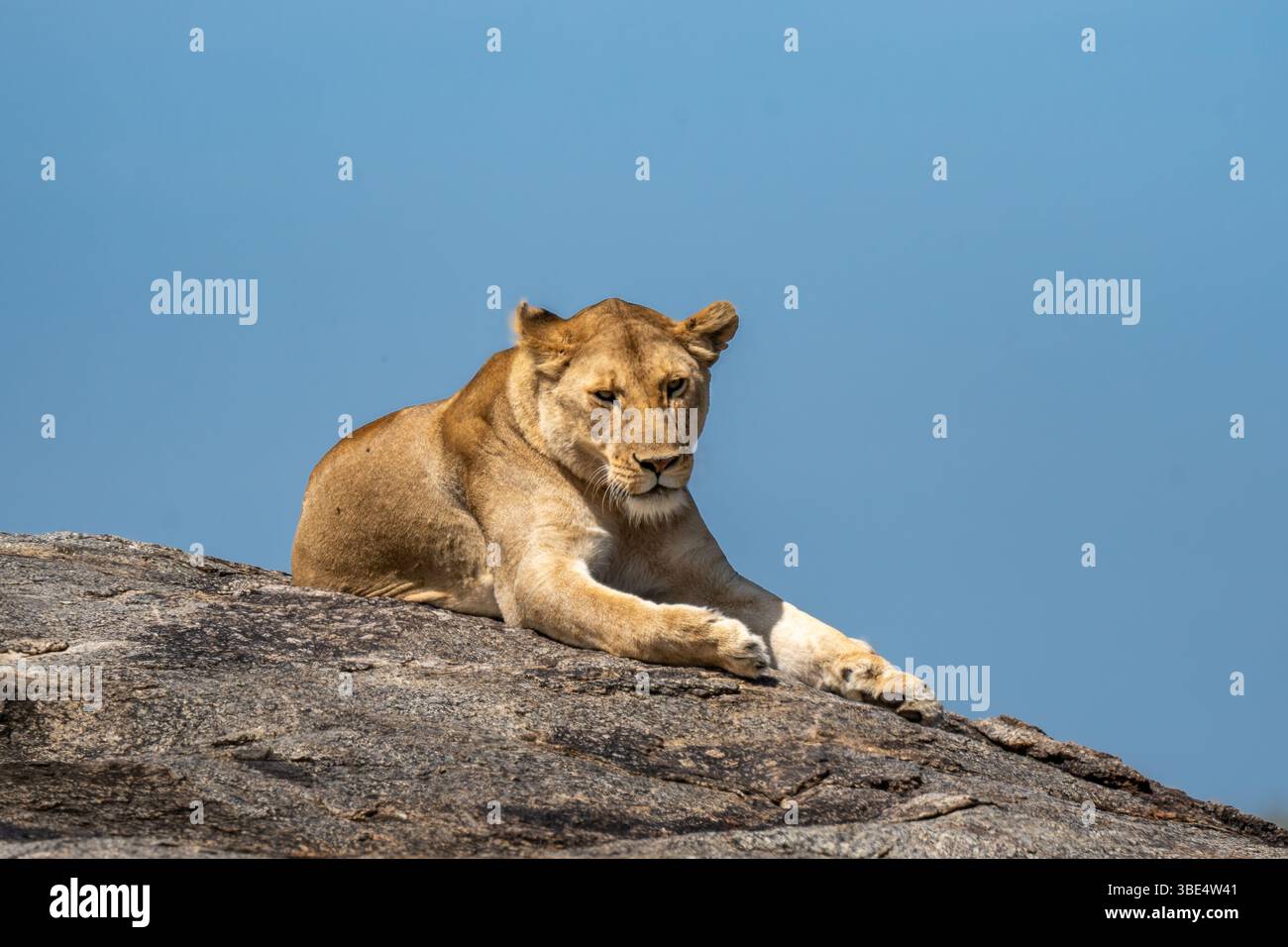 Lionne allongée sur un éperon rocheux dans le parc national du Serengeti Banque D'Images