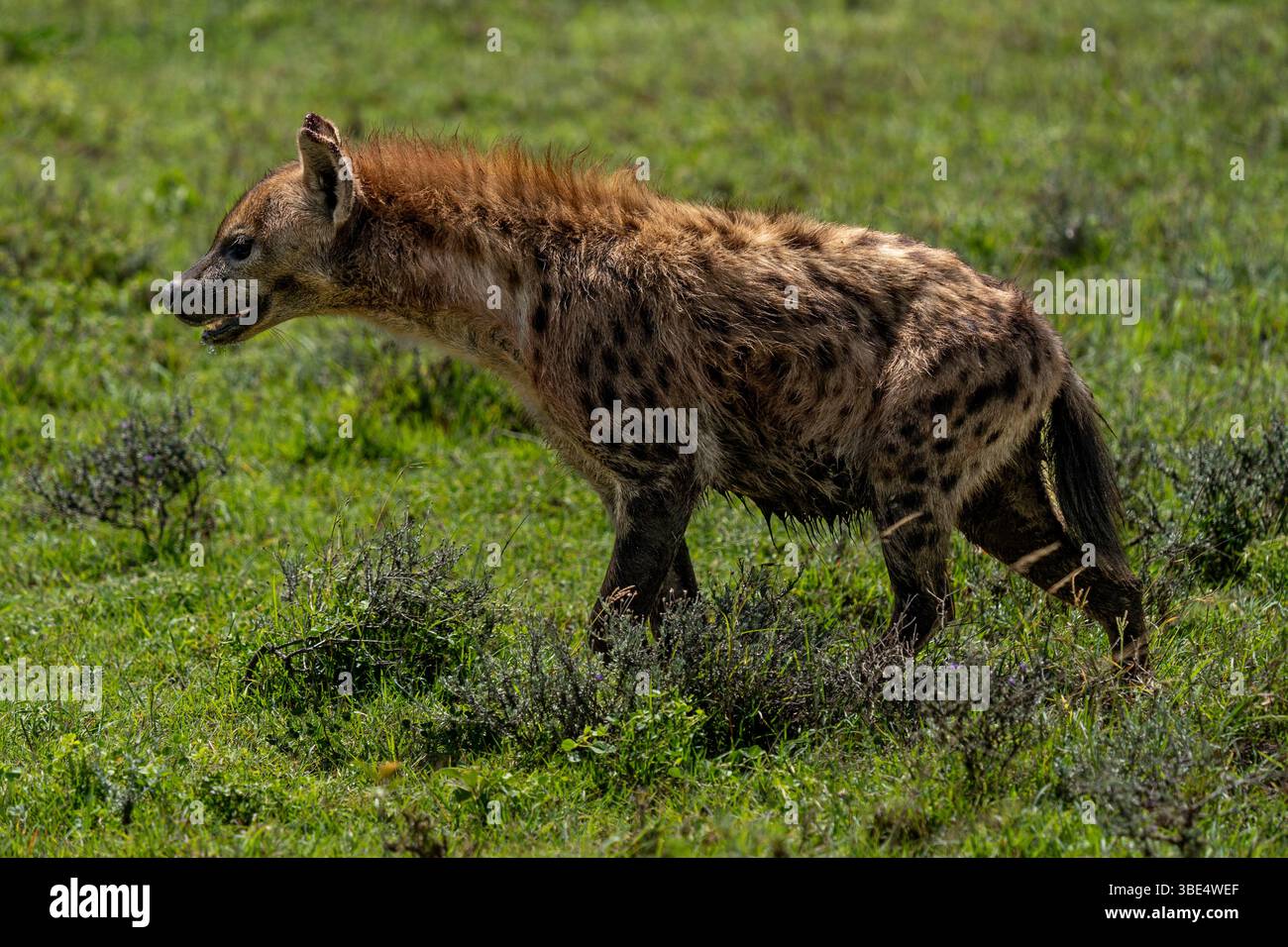Hyène repérée dans le Serengeti, Tanzanie Banque D'Images