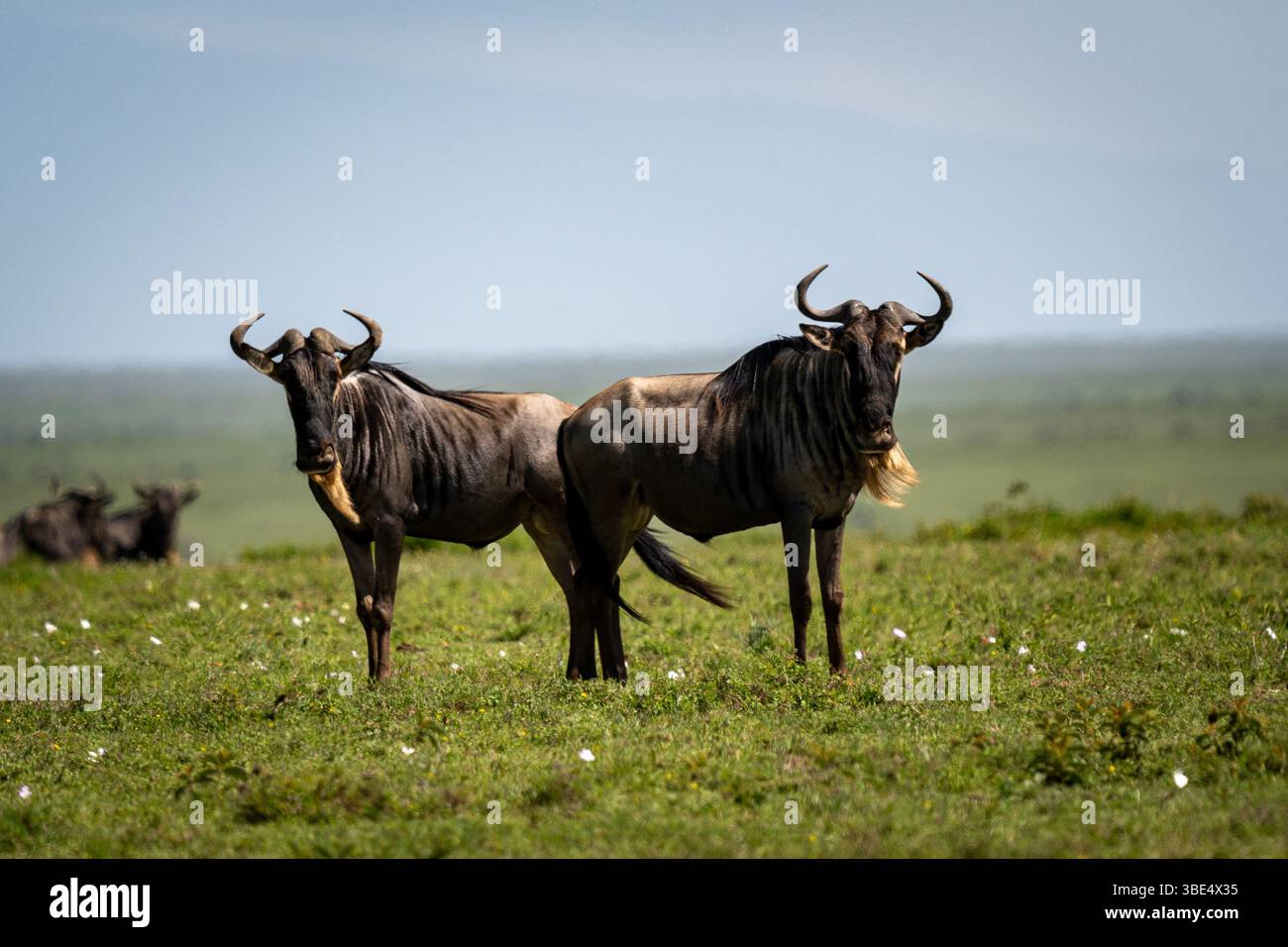 Deux gnous bleus debout sur une plaine herbeuse dans le parc national du Serengeti Banque D'Images