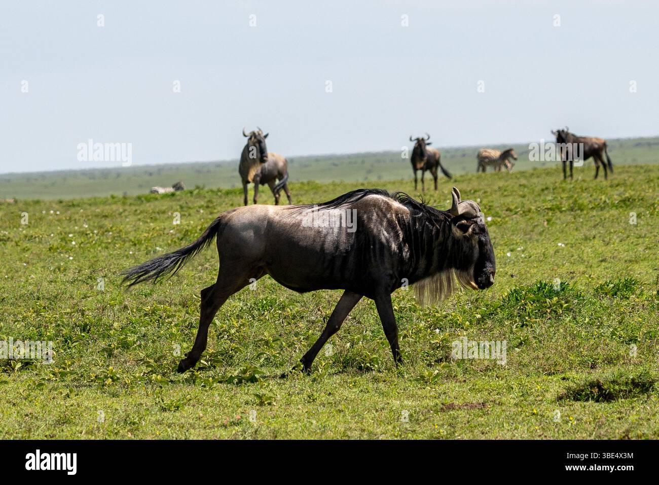 Gnous marchant à travers les plaines herbeuses avec le troupeau au loin, parc national du Serengeti Banque D'Images