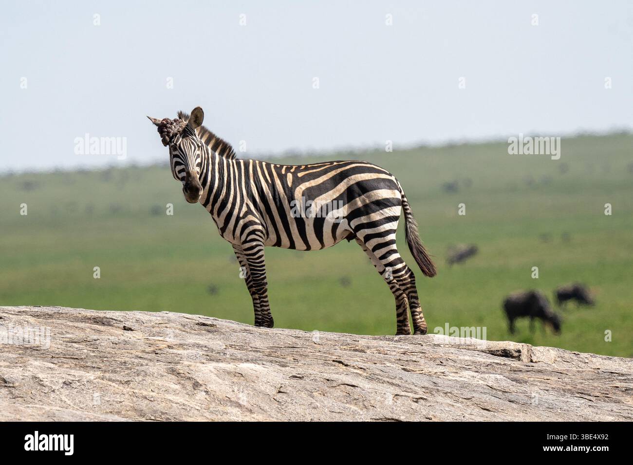 Zèbre des plaines debout sur un éperon rocheux surplombant les plaines du Serengeti Banque D'Images