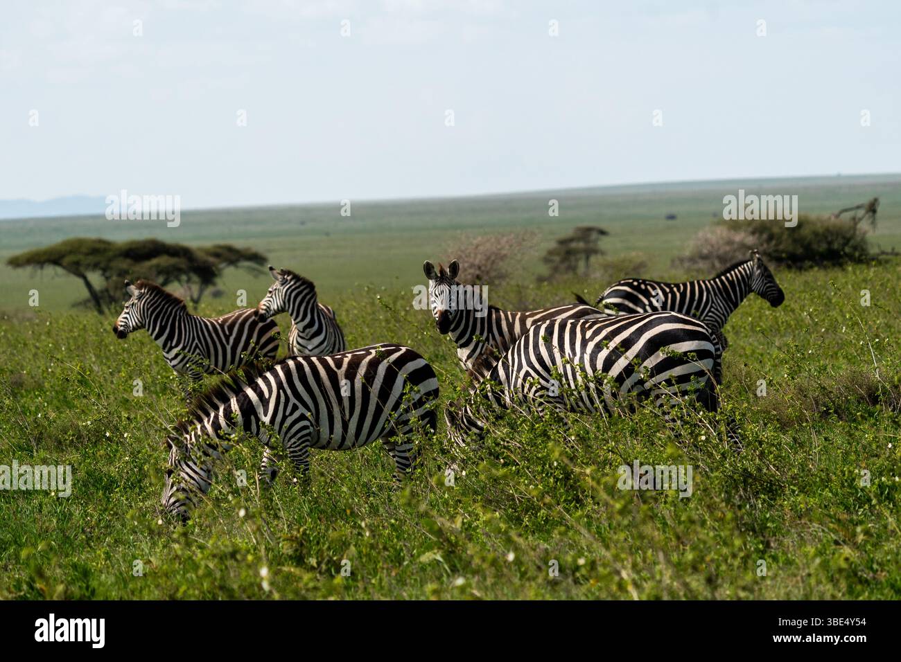 Troupeau de zèbres des plaines qui paissent sur les plaines du Serengeti Banque D'Images