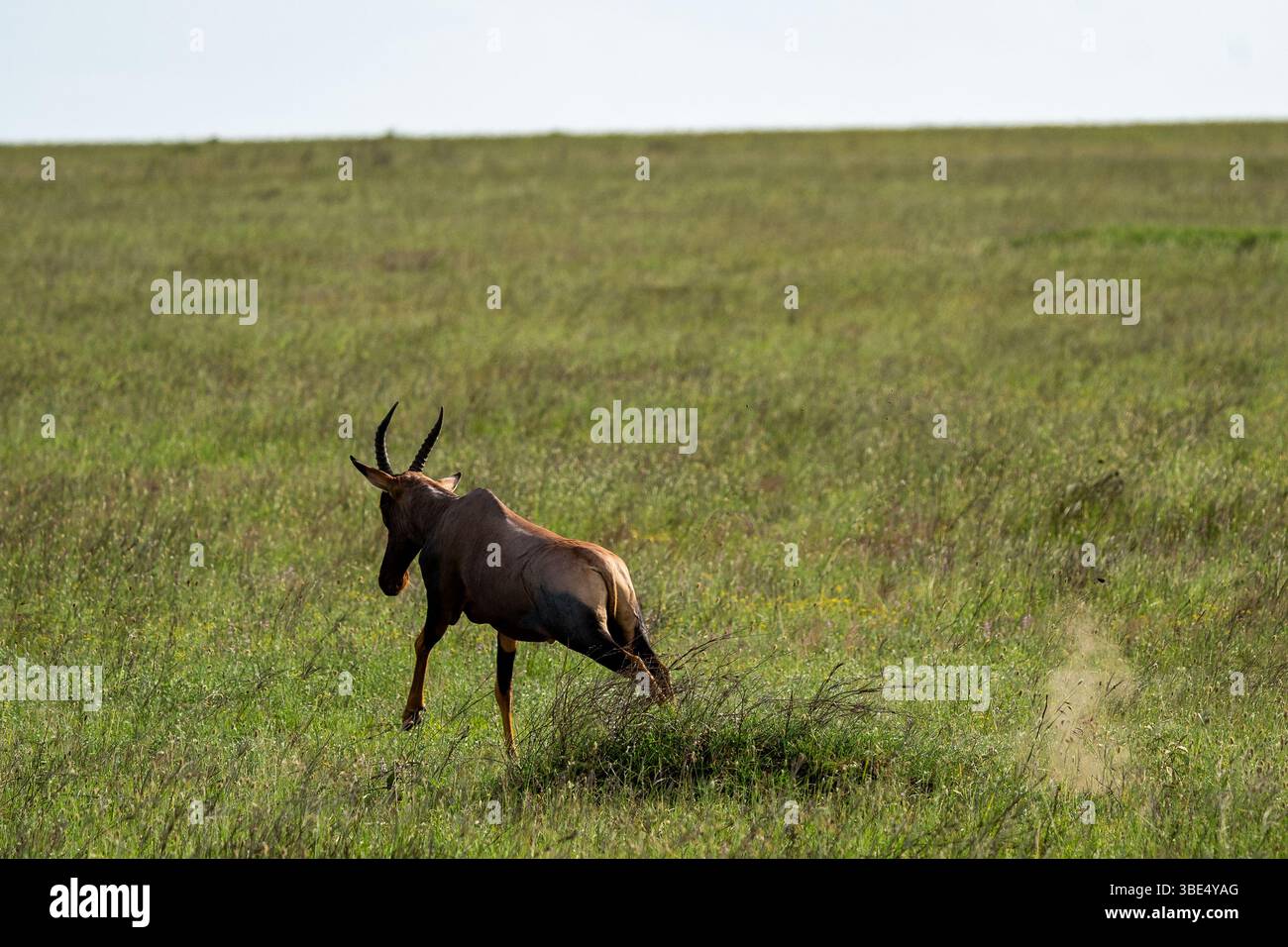 Topis courant à travers les prairies verdoyantes du Serengeti Banque D'Images