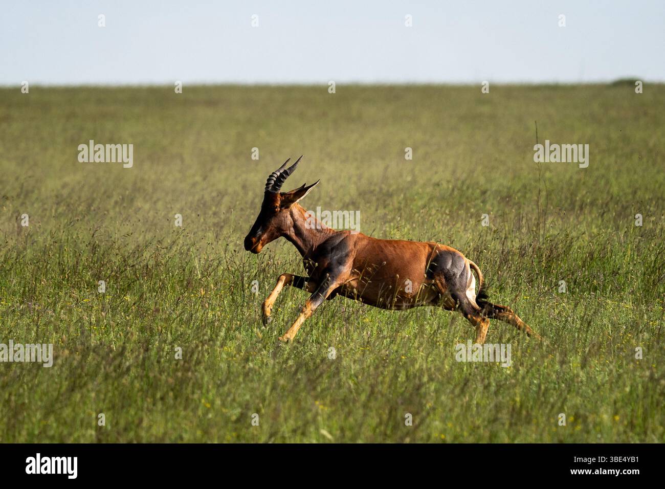 Topis courant à travers les prairies verdoyantes du Serengeti Banque D'Images