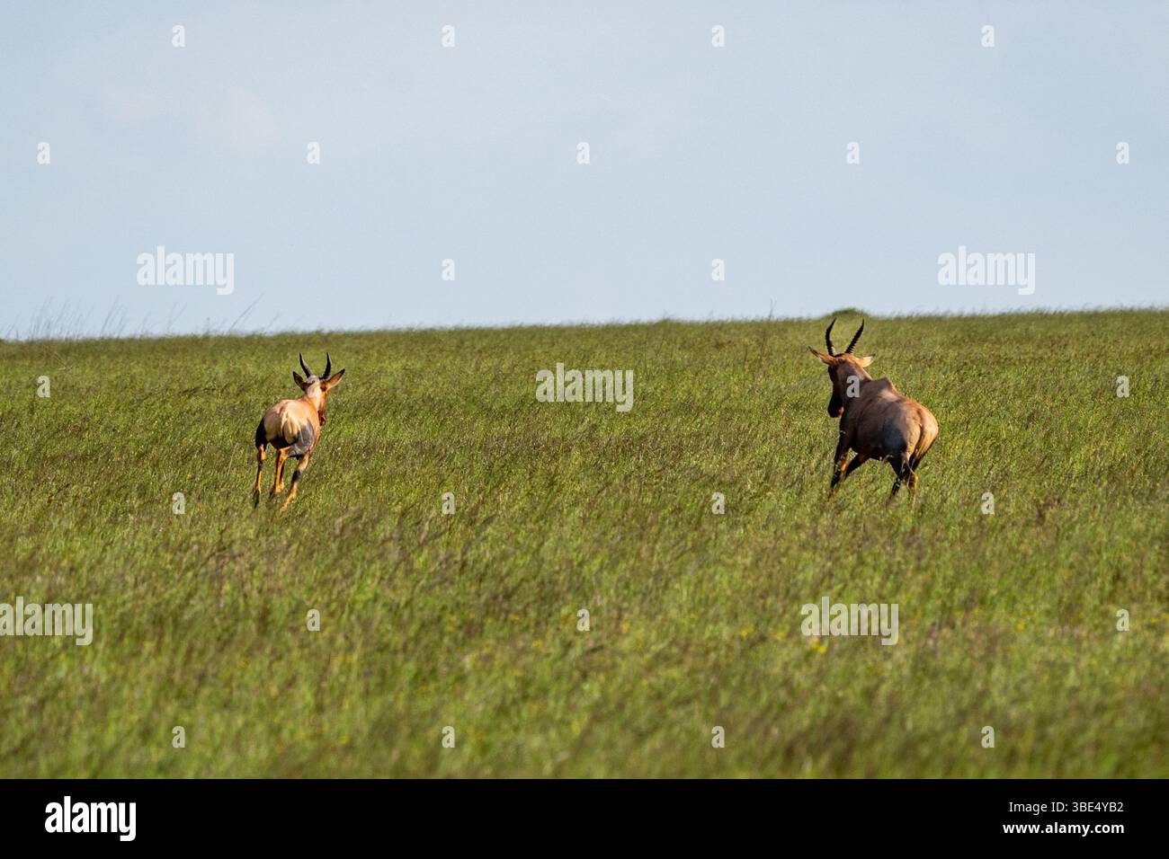Deux topis traversant des prairies ouvertes dans le Serengeti Banque D'Images