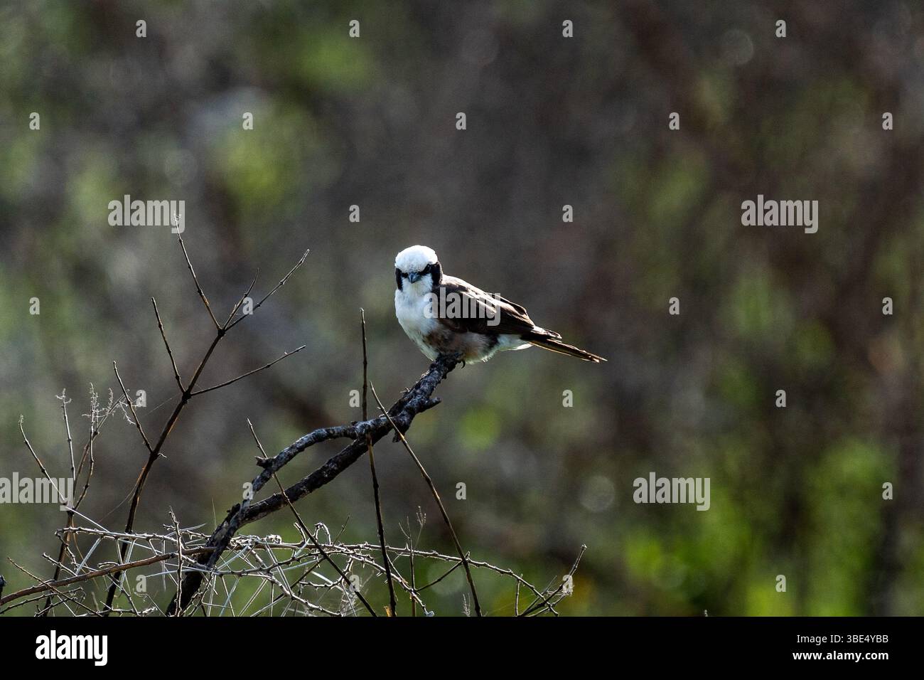Tisserand de buffles à tête blanche perché sur la branche Banque D'Images