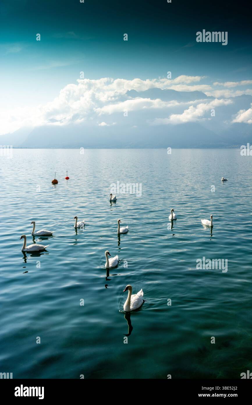 Les cygnes nagent sereinement à travers les eaux claires du lac Léman, entourés de montagnes pittoresques et d'une atmosphère tranquille à Vevey, en Suisse. Banque D'Images