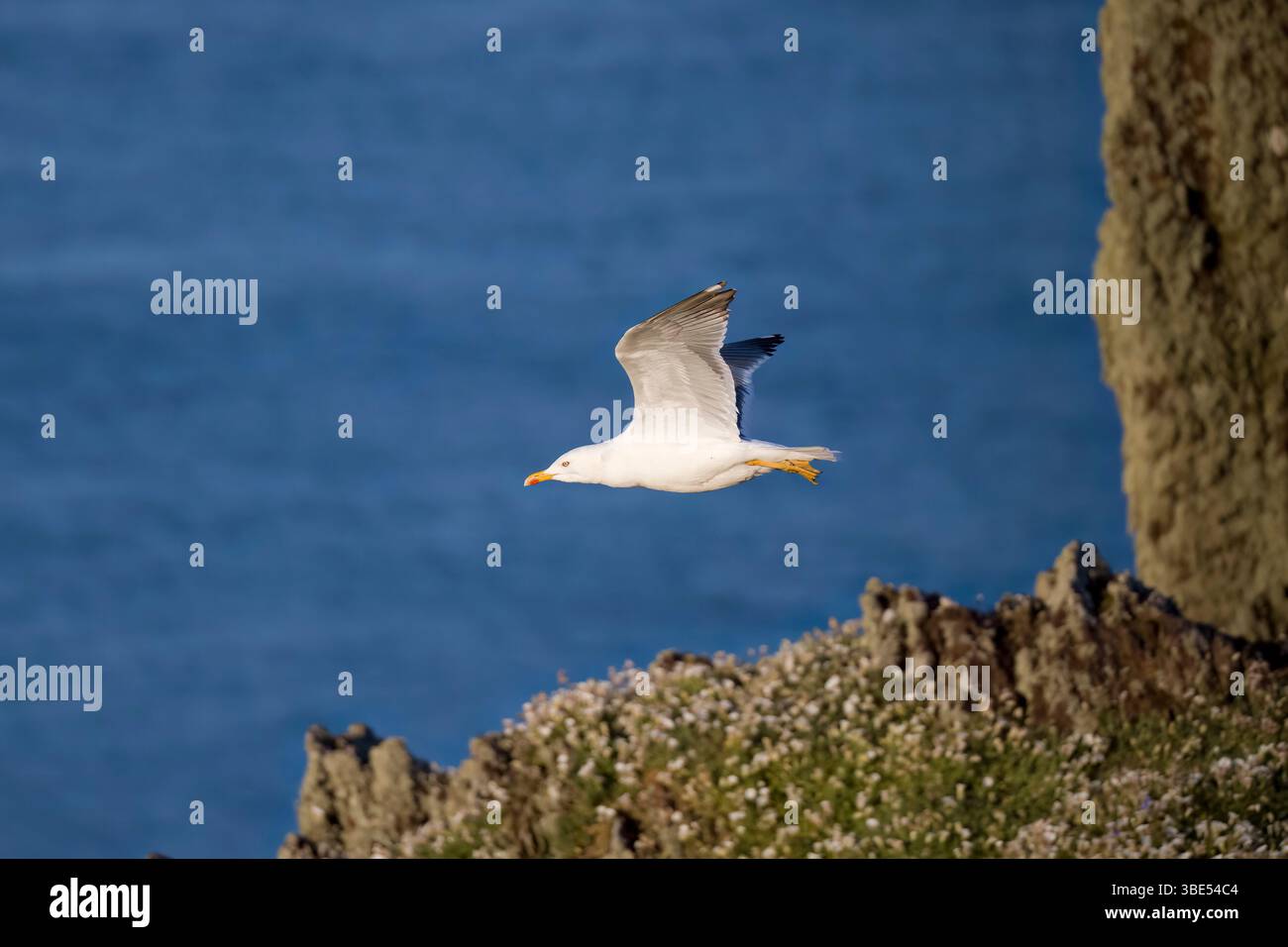 Lesser Black a soutenu Gull en vol sur l'île de Skokholm au pays de Galles Banque D'Images