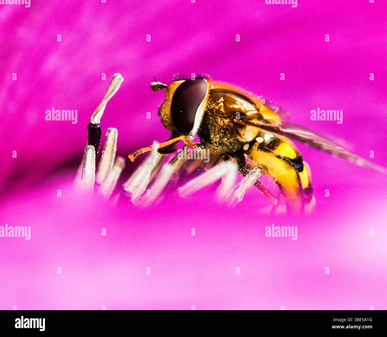 Un hoverfly, avec ses rayures jaunes et noires distinctives, est perché sur les étamines d'une fleur rose vibrante, recueillant probablement du nectar pour se nourrir. Banque D'Images