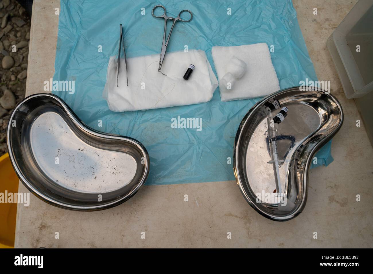 Équipement chirurgical et étiquette pour la recherche dans l'alose twaite, Towy, pays de Galles, Royaume-Uni Banque D'Images