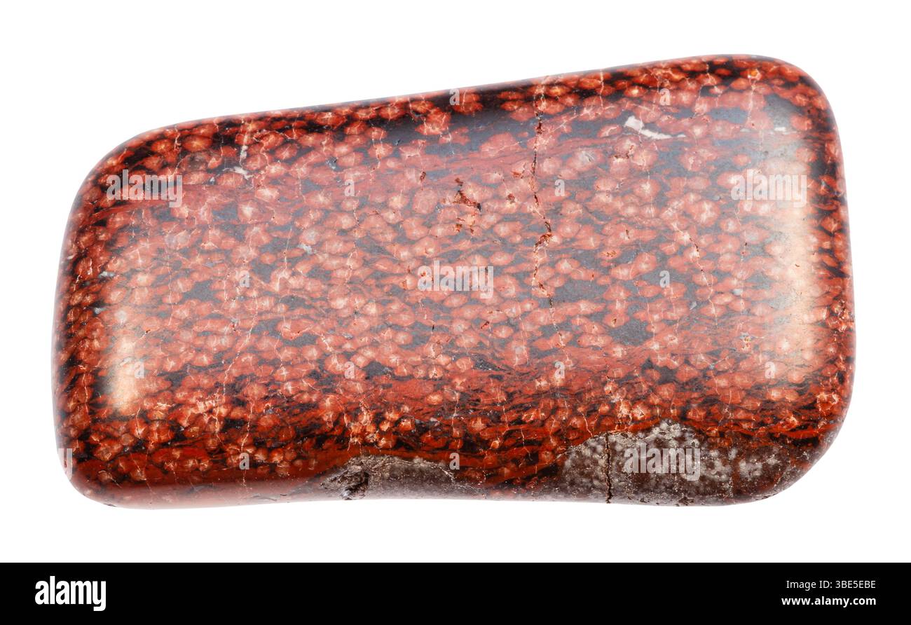 gros plan de l'échantillon de pierre naturelle de la collection géologique - minéral de tuf volcanique analcimolite poli isolé sur fond blanc Banque D'Images