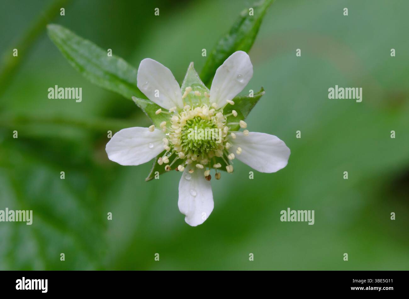 White Avens, Geum canadense Banque D'Images