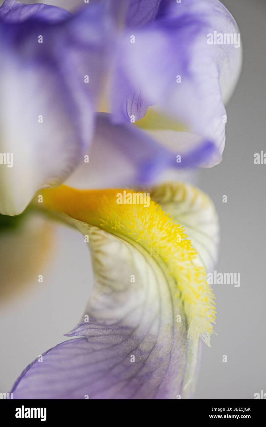 Un gros plan détaillé d'une superbe fleur d'Iris présentant des motifs violets et jaunes complexes sur ses délicats pétales, parfaits pour la décoration ou les s botaniques Banque D'Images