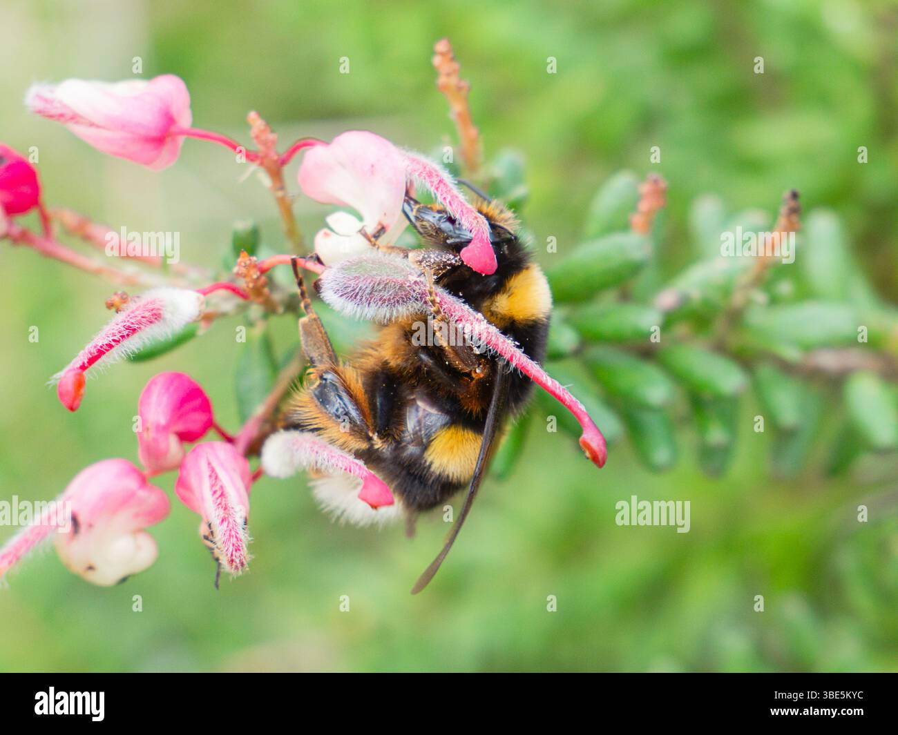 Gros plan d'un bourdon perché sur une fleur rose éclatante, entouré d'un feuillage vert luxuriant dans un jardin. Cette image capture l'essence du natu Banque D'Images