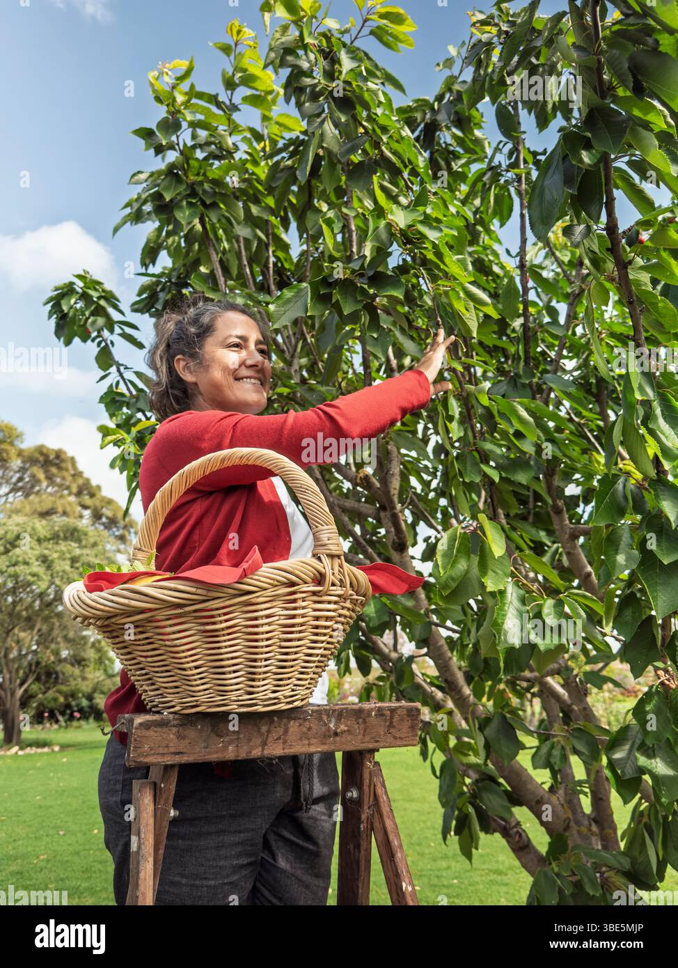 Une femme se tient debout sur une échelle en bois cherchant des fruits sur un arbre dans sa cour arrière. Elle tient un panier en osier, entouré de feuilles vertes et d'un bleu brillant Banque D'Images Une femme se tient debout sur une échelle en bois cherchant des fruits sur un arbre dans sa cour arrière. Elle tient un panier en osier, entouré de feuilles vertes et d'un bleu brillant Banque D'Images