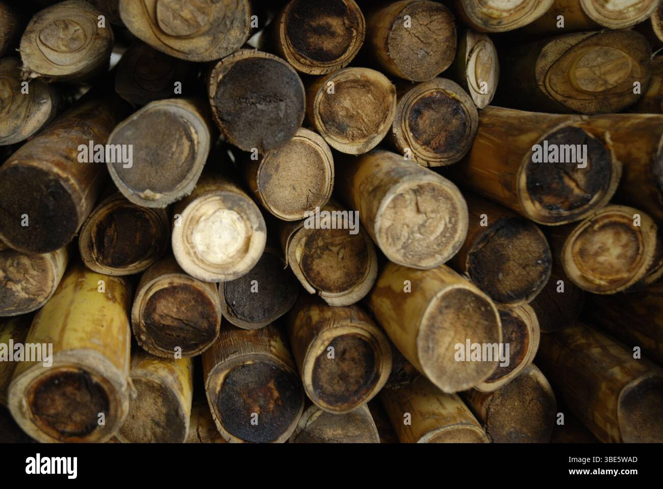Les cœurs de palmier Açai récoltés par les communautés riveraines de Pará Brésil, sont empilés sur le pont pour être transportés vers les installations de transformation locales et les marchés d'exportation Banque D'Images