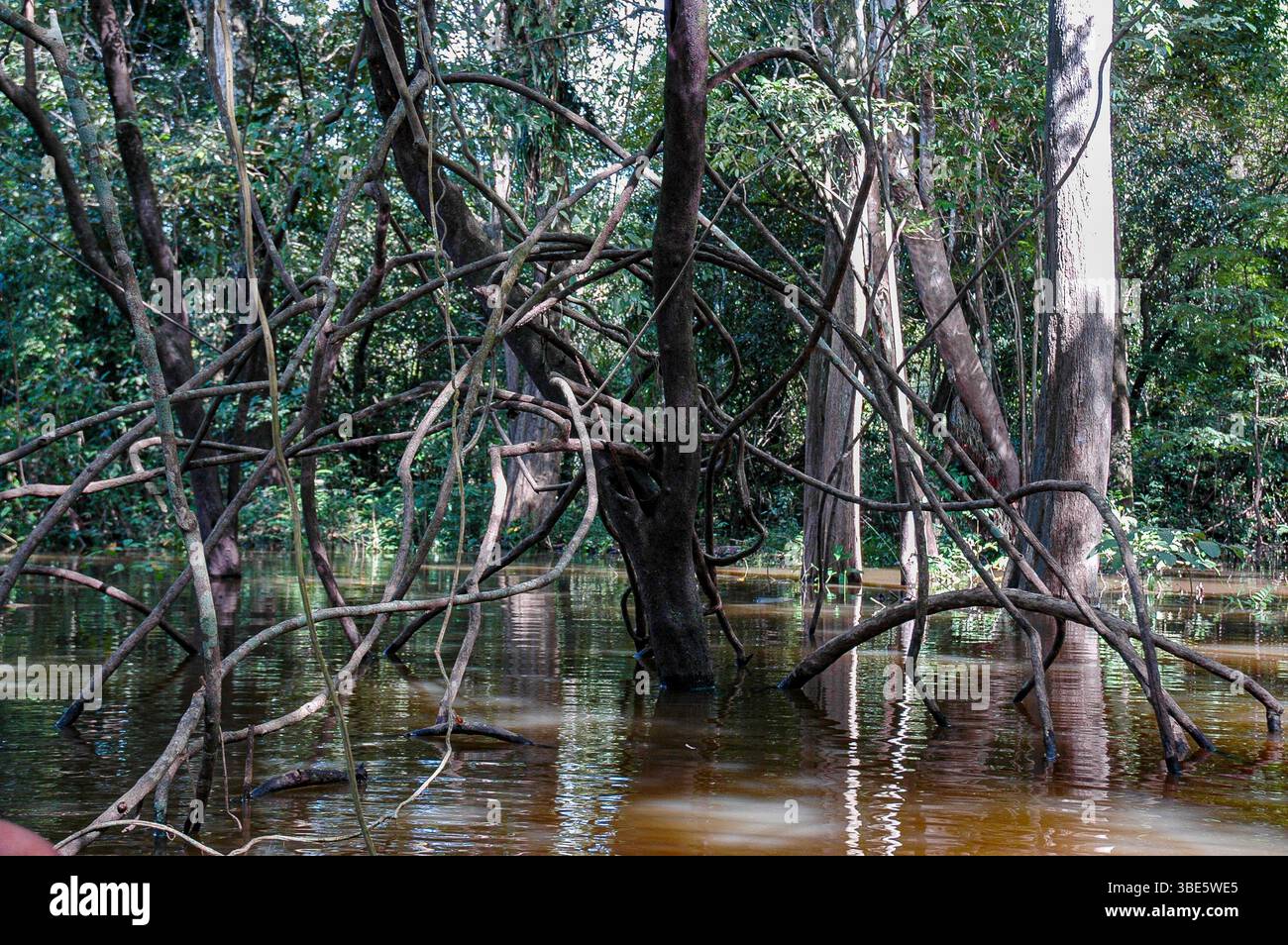 La forêt inondée montre comment les arbres amazoniens - soutenus par des plantes à tiges ligneuses ( vigne ) - s'adaptent à plusieurs mois d'inondation saisonnière. Banque D'Images