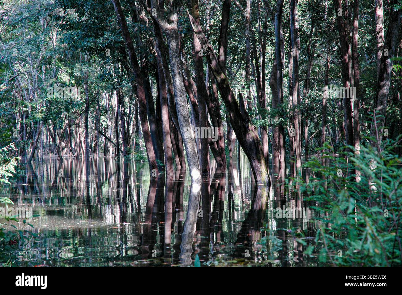 La forêt inondée montre comment les arbres amazoniens – soutenus par des racines de pilotis et des pneumatophores – s’adaptent à plusieurs mois d’inondation saisonnière. Banque D'Images