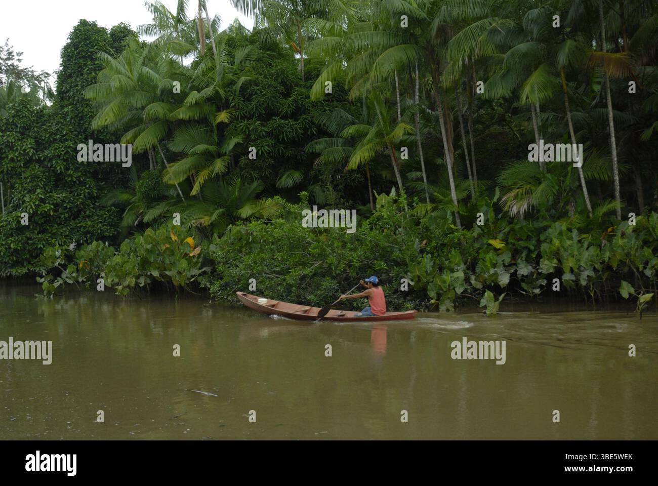Un résident riverain pagaie sur un canot le long d'une rive dense de palmiers de açaí - açaizeiros en portugais - (Euterpe oleracea). Banque D'Images