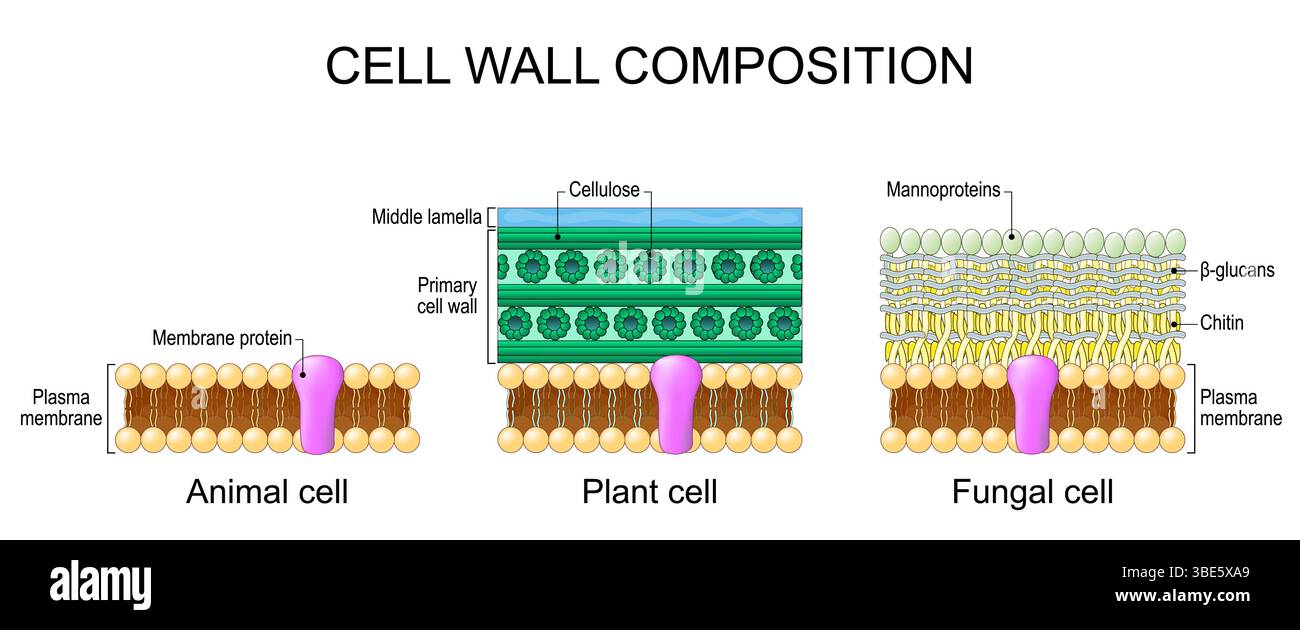 Composition de paroi cellulaire. Structure et anatomie comparatives de la membrane plasmique bicouche lipidique chez l'animal. Lamelle moyenne, paroi cellulaire primaire avec cellulose i Illustration de Vecteur