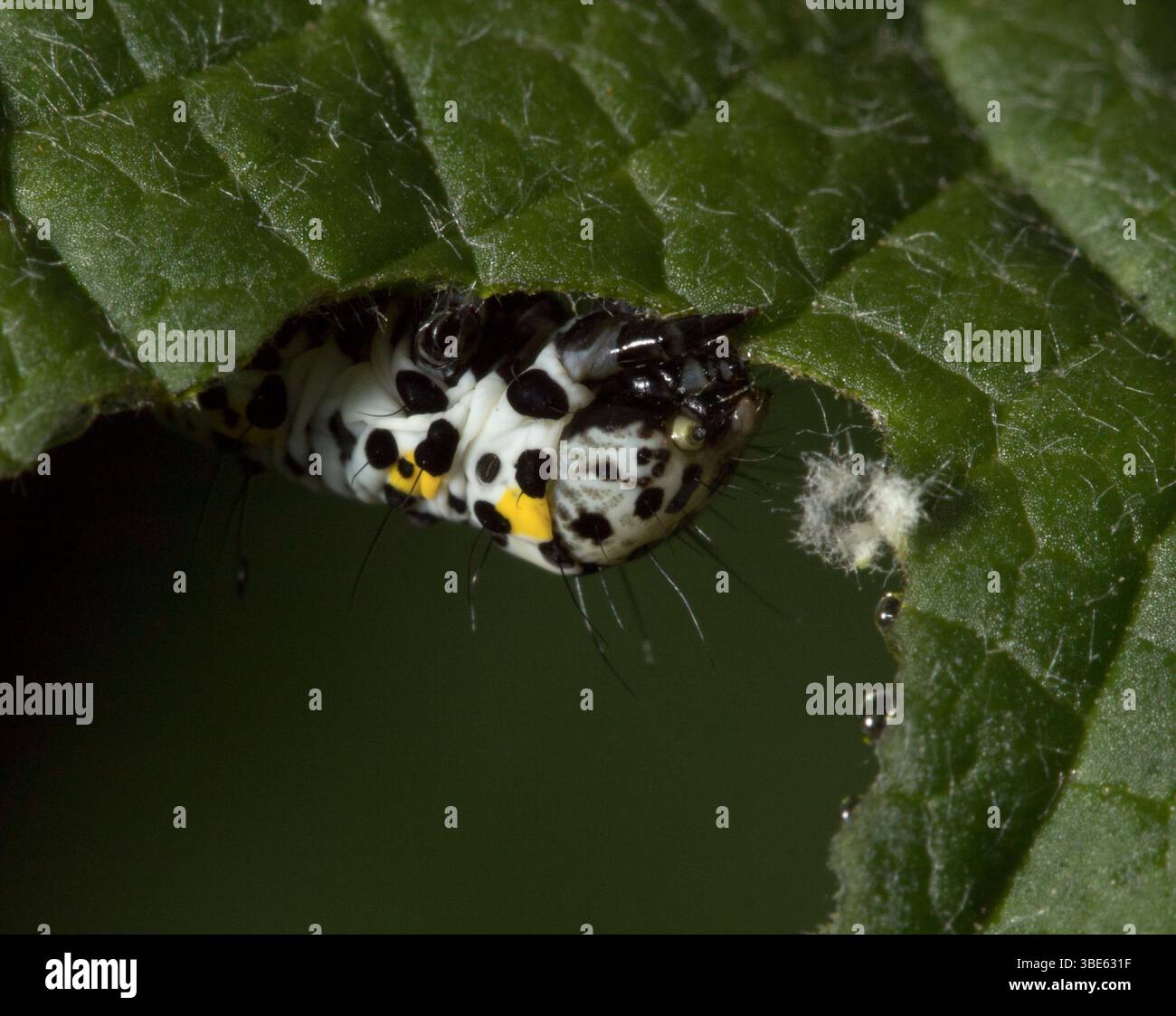 Mullein moth Caterpillar Banque D'Images
