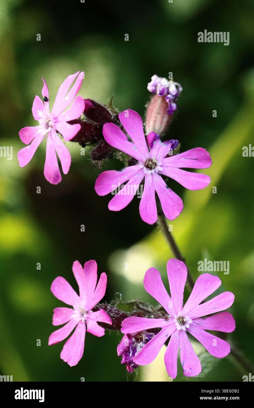 Red Campion, Silene dioica Banque D'Images