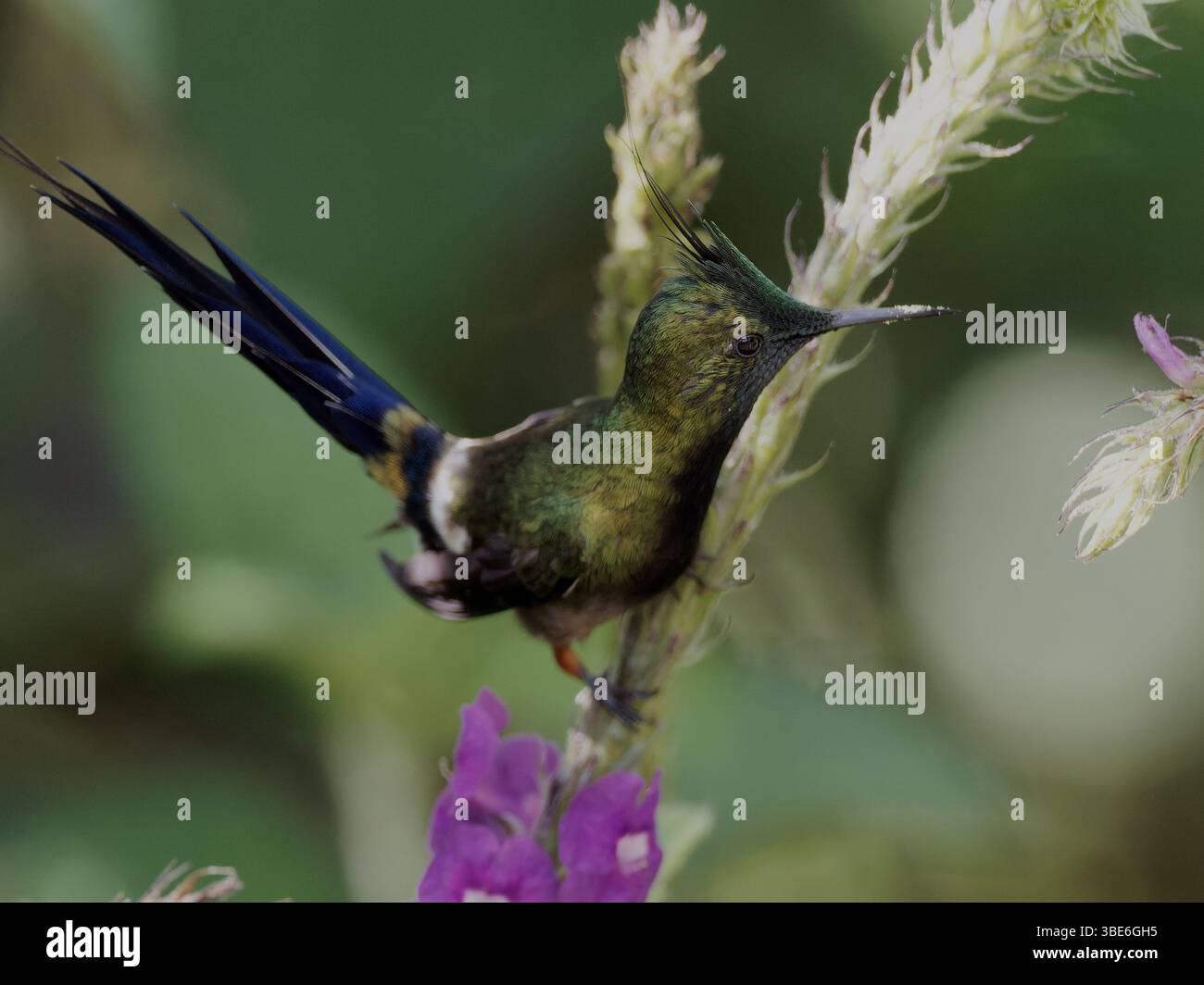 Wire Crested Thorntail Banque D'Images