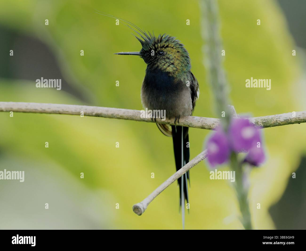 Wire Crested Thorntail Banque D'Images