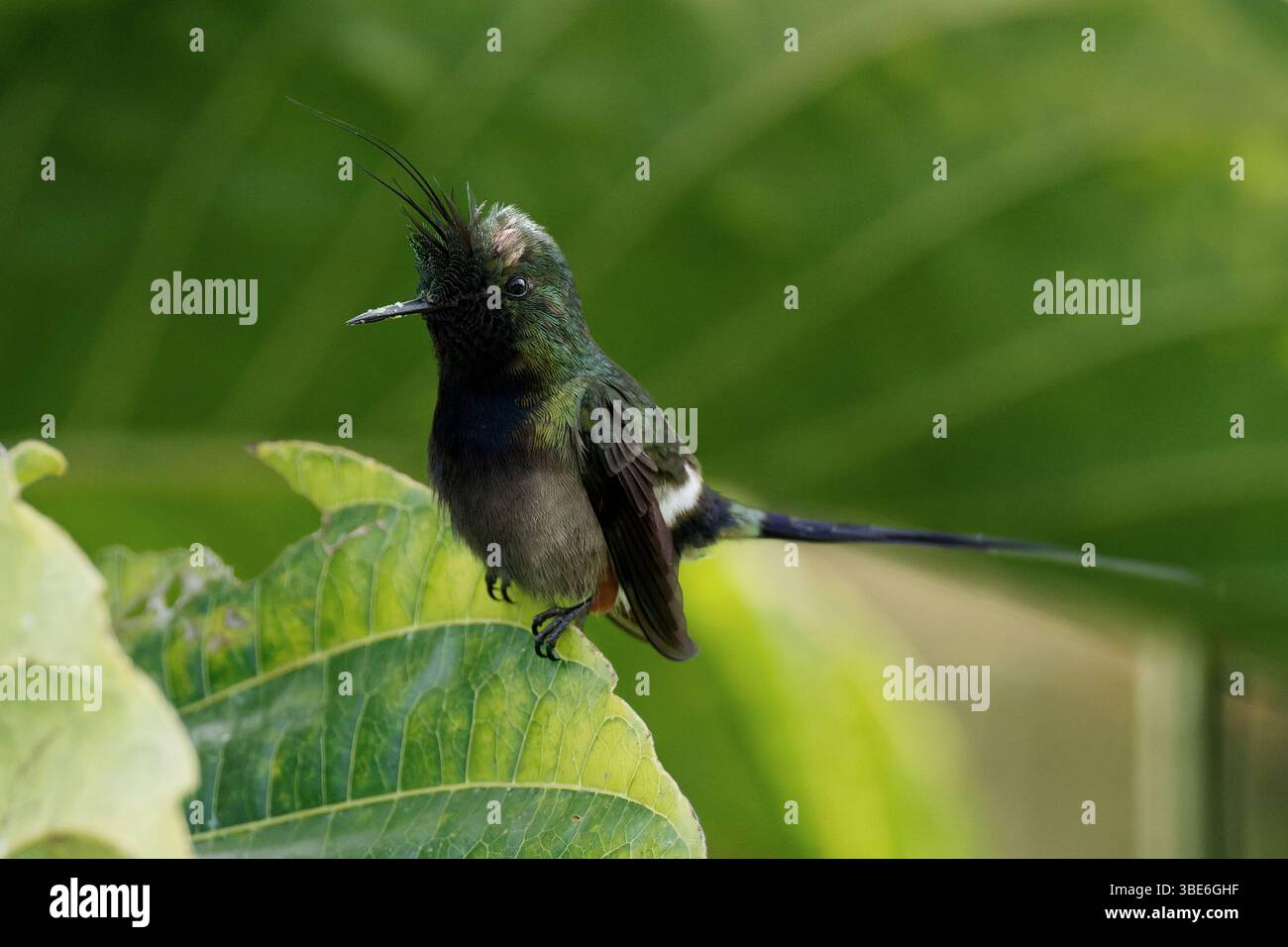 Wire Crested Thorntail Banque D'Images