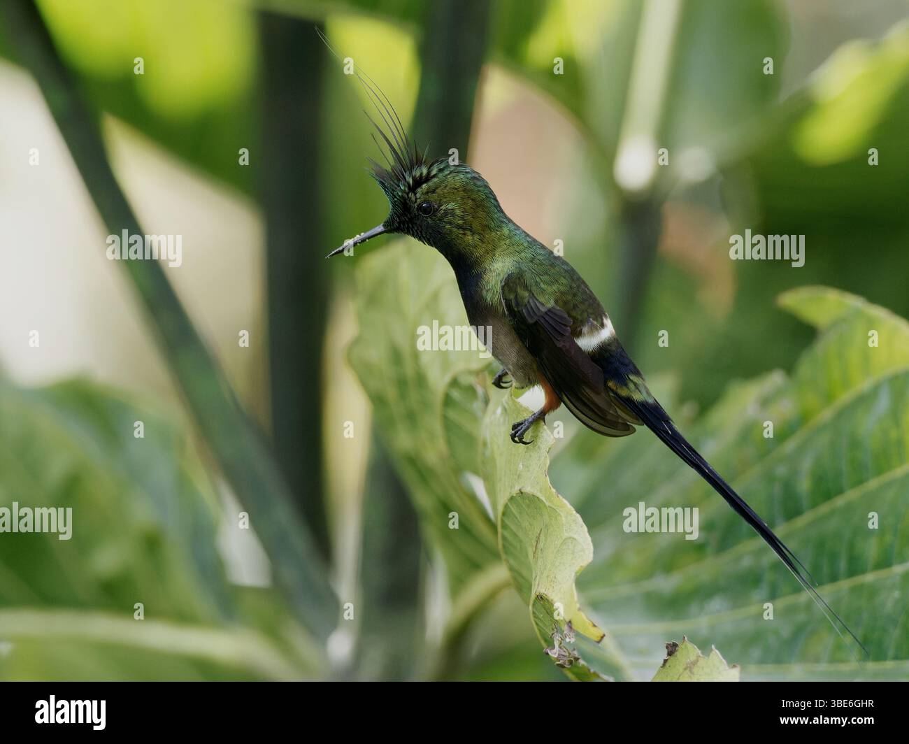 Wire Crested Thorntail Banque D'Images