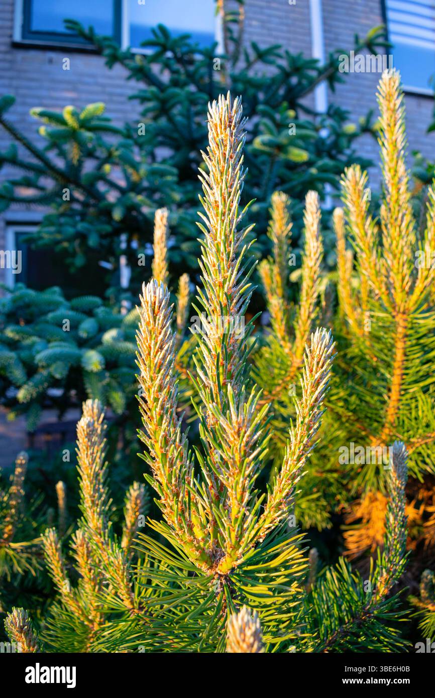 De nouvelles pousses fraîches ou des bougies d'un pin nain (Pinus mugo) sont magnifiquement illuminées par le soleil couchant Banque D'Images