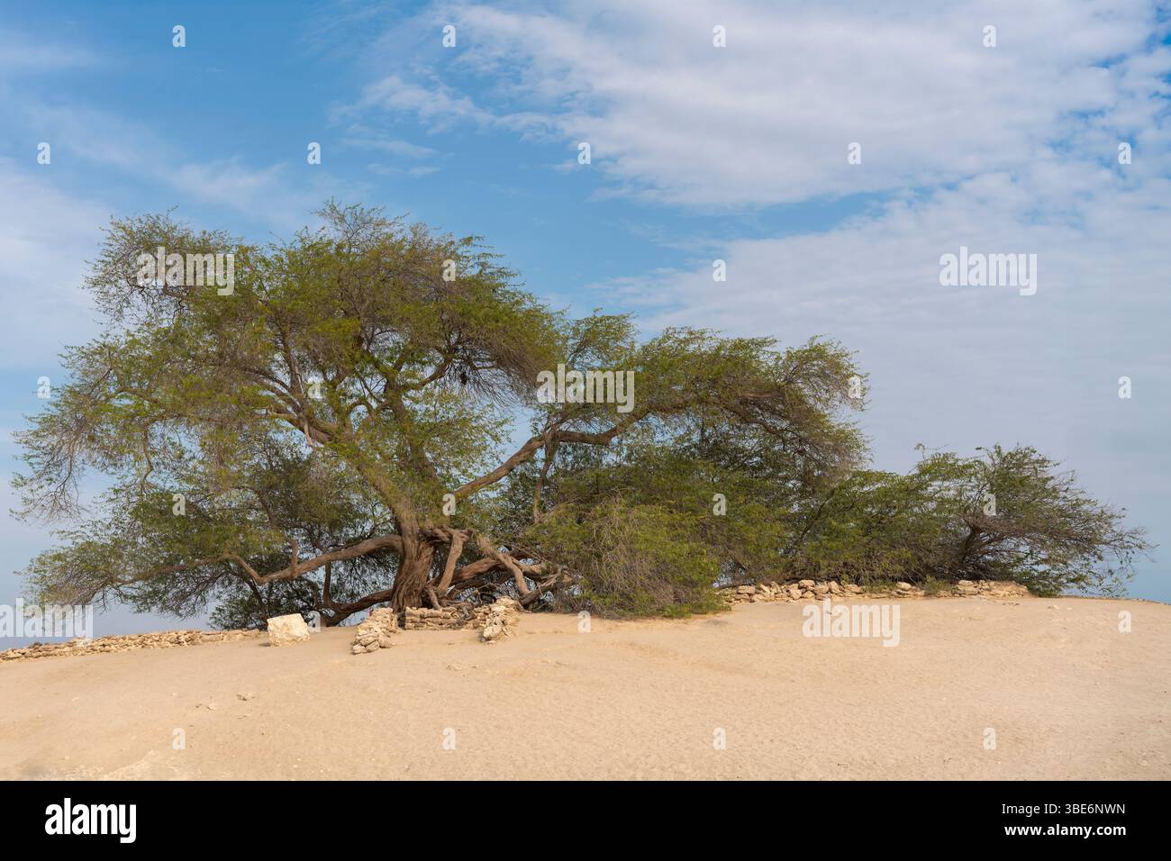 Ancien arbre mesquite se tient seul dans le désert de Bahreïn sous le ciel bleu créant le célèbre monument Tree of Life dans un paysage de sable aride. Banque D'Images