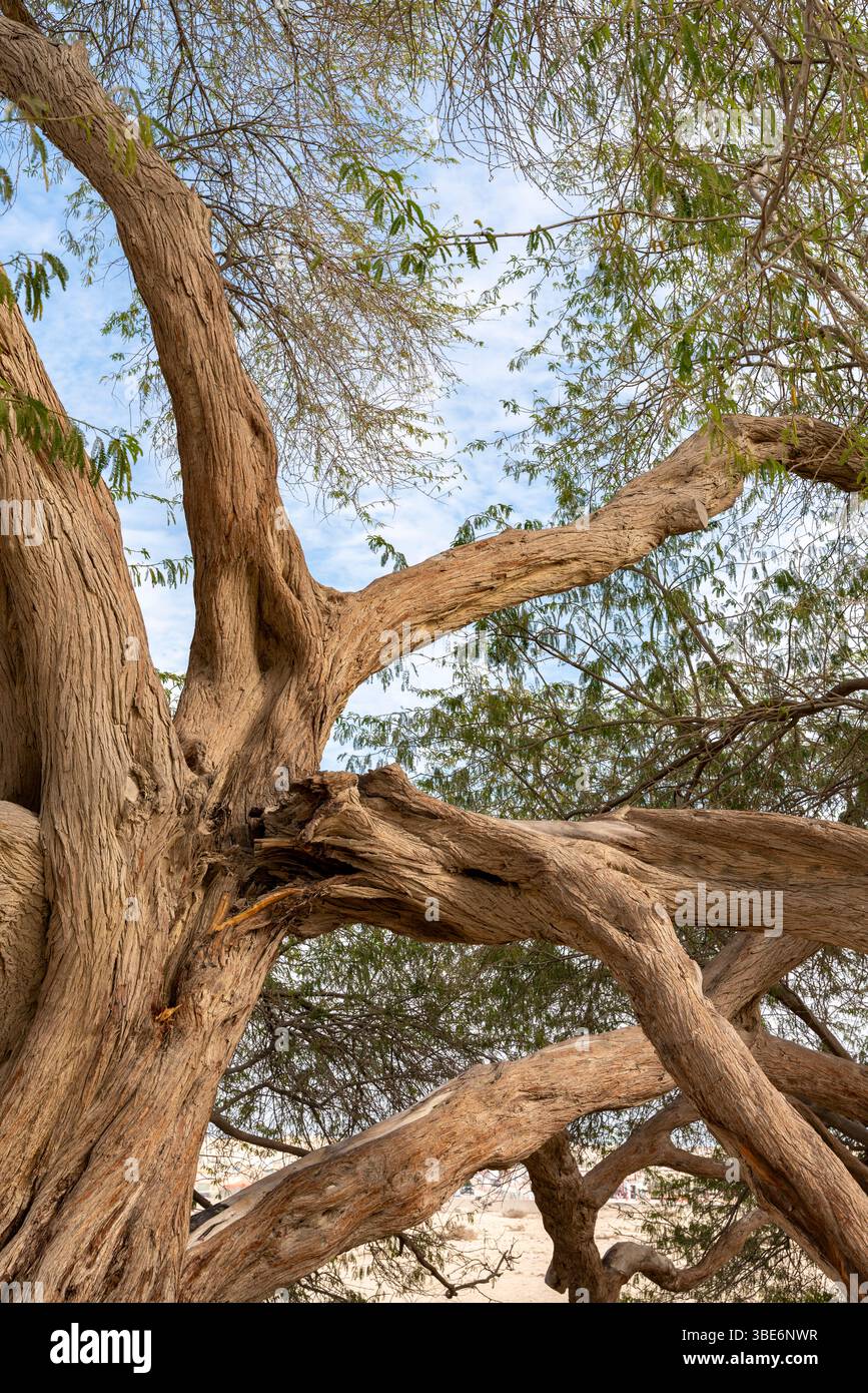 Les anciennes branches tordues de Tree of Life s'étendent de manière spectaculaire contre le paysage désertique de Bahreïn créant une silhouette emblématique sous un ciel clair. Banque D'Images