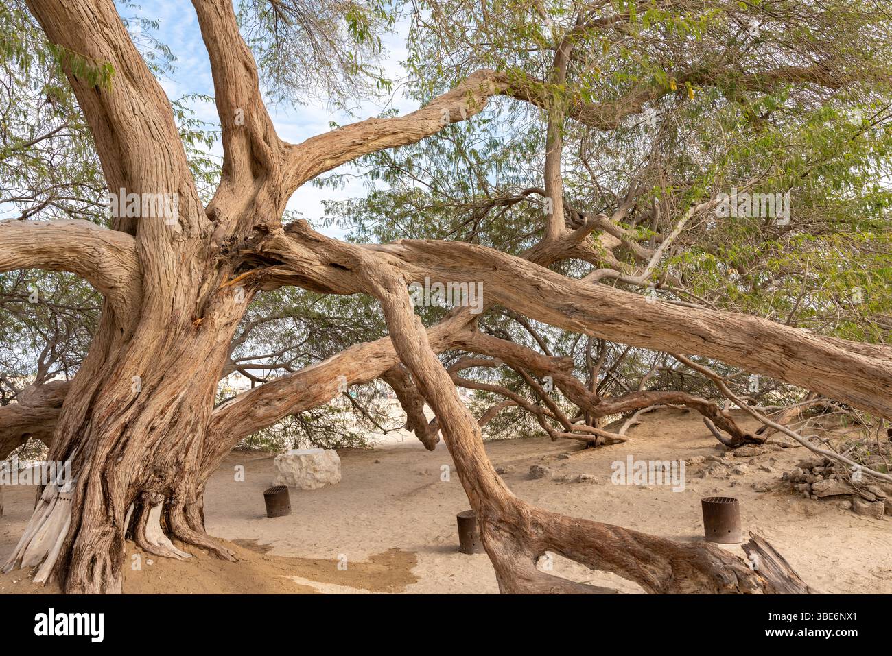 Le tronc noueux et les branches étendues du célèbre arbre de vie créent des sculptures naturelles dans le désert de Bahreïn sous un ciel bleu vif. Banque D'Images