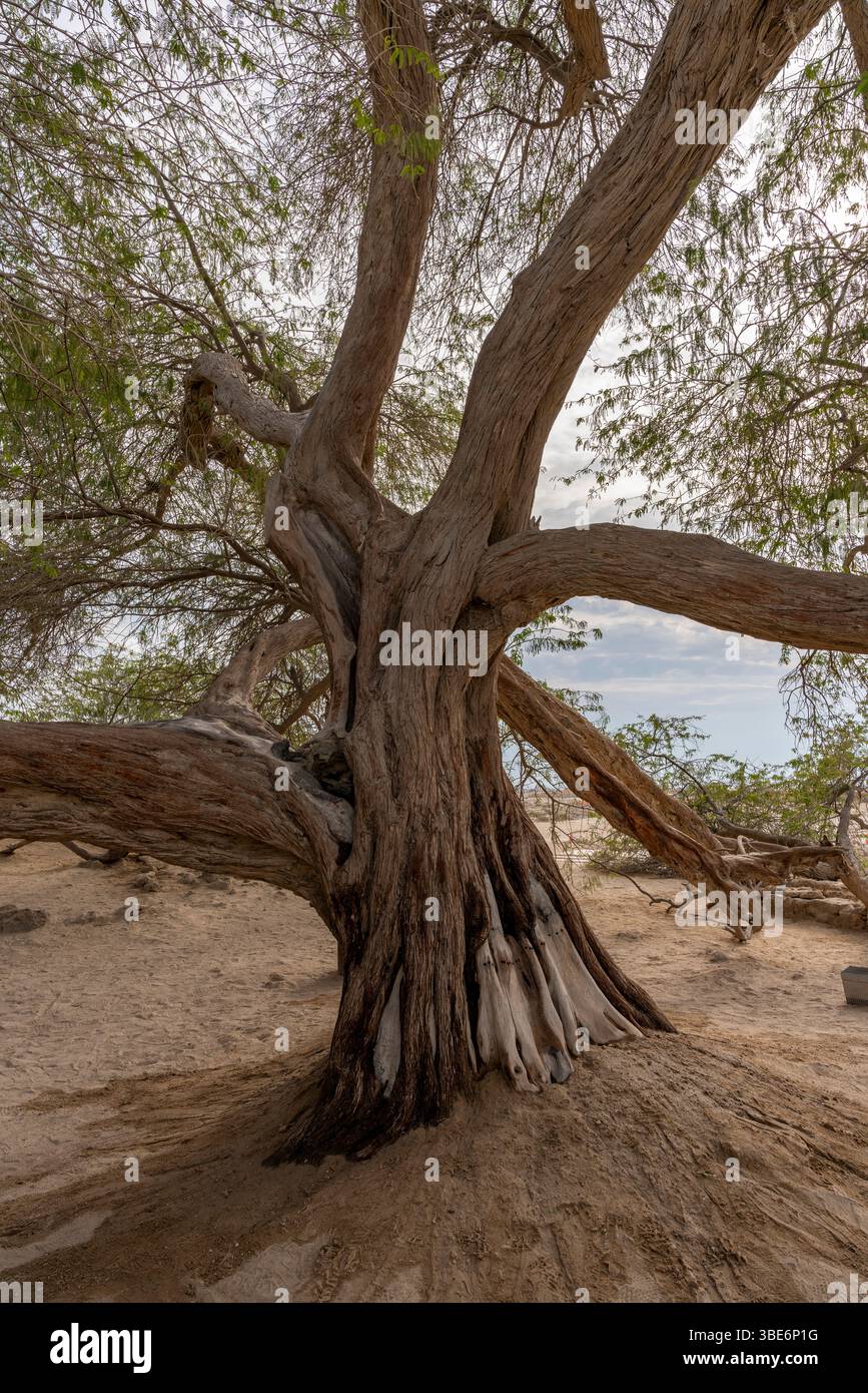 Ancien arbre de mesquite avec des branches tordues se tient seul dans le désert de Bahreïn créant le monument mystérieux arbre de vie sous ciel clair. Banque D'Images