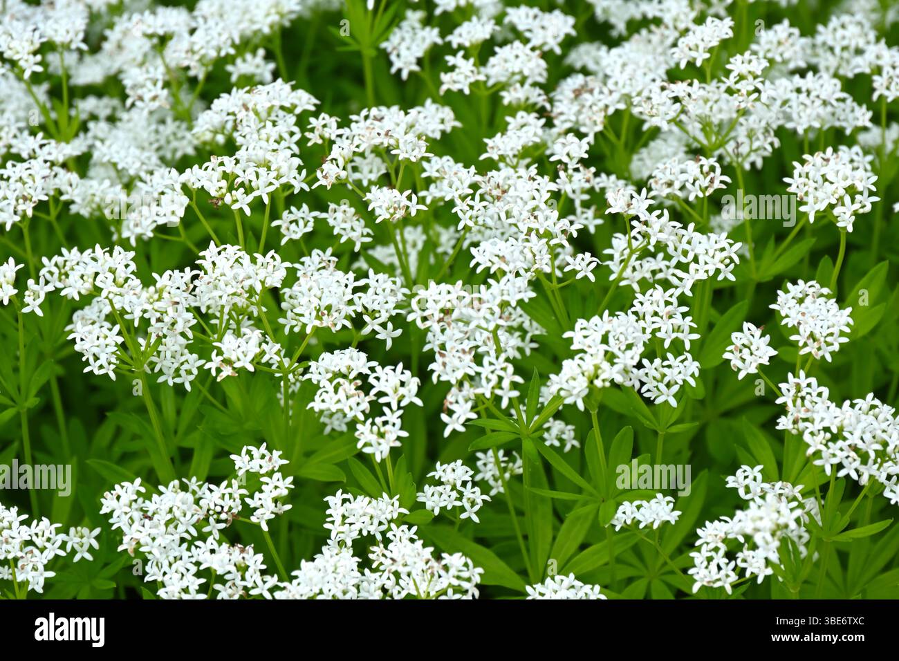 Feuillage printanier frais et vert parfumé et fleurs blanches d'herbe Galium odoratum, doux jardin britannique en mai Banque D'Images