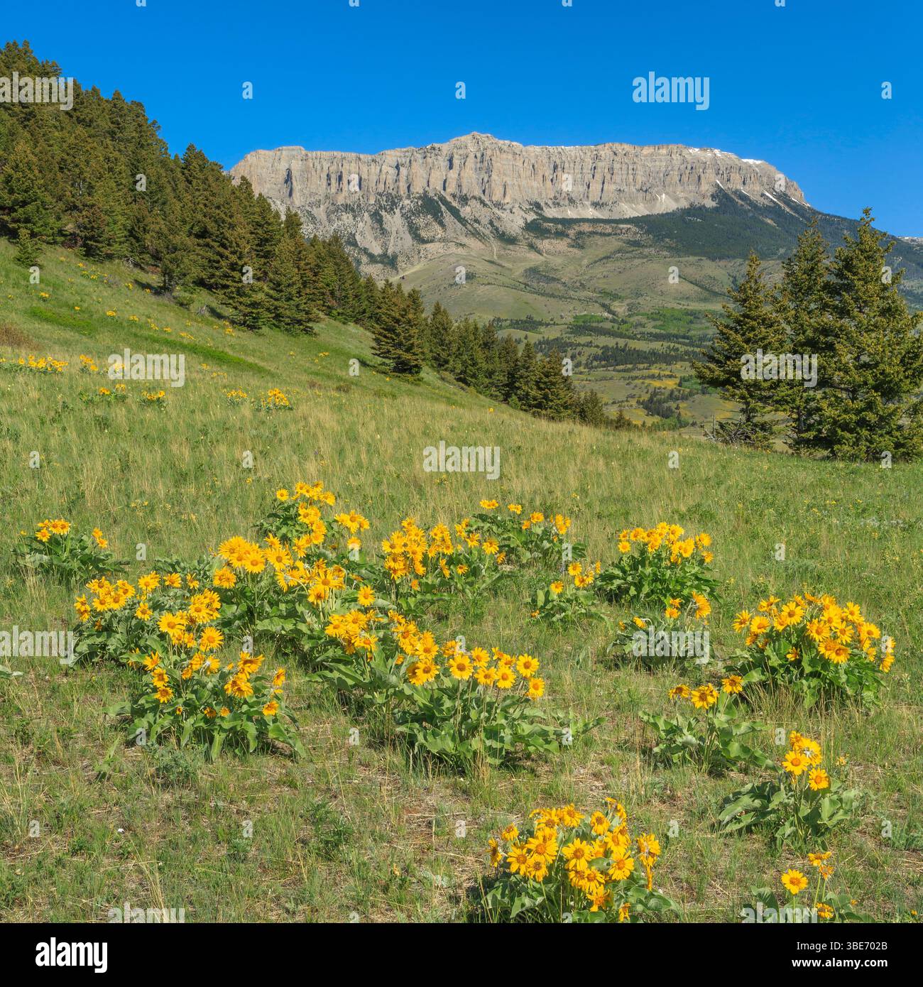 balsamroot arrowleaf et récif de château le long du front de montagne rocheux près d'augusta, montana Banque D'Images