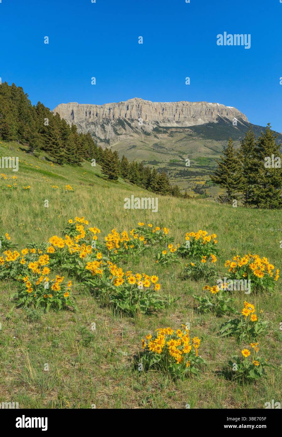 balsamroot arrowleaf et récif de château le long du front de montagne rocheux près d'augusta, montana Banque D'Images