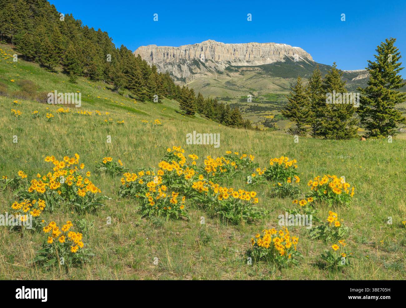 balsamroot arrowleaf et récif de château le long du front de montagne rocheux près d'augusta, montana Banque D'Images