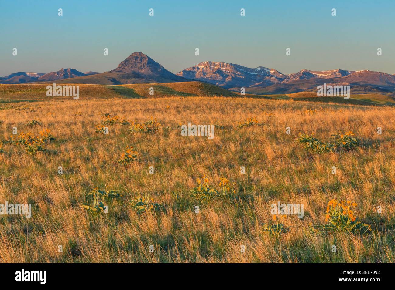 balsamroot d'arrowleaf sur la prairie en contrebas de la butte de foin et de la montagne de bateau à vapeur près d'augusta, montana Banque D'Images