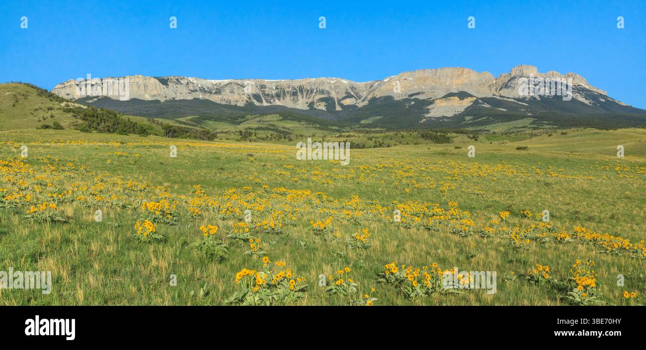 panorama de balsamroot arrowleaf sous la crête en dents de scie le long du front de montagne rocheux près d'augusta, montana Banque D'Images