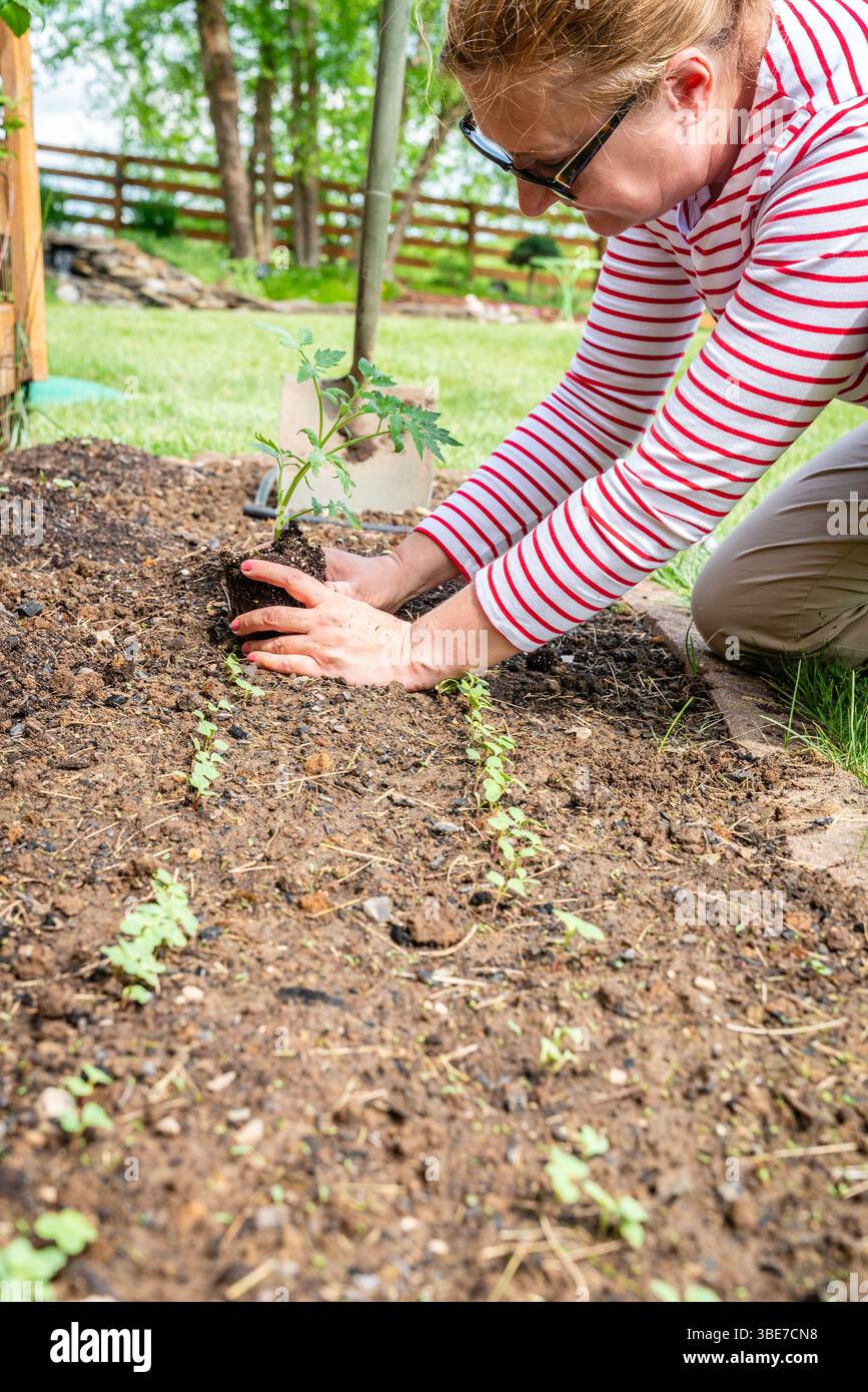 Une femme plante un semis de tomate dans le jardin Banque D'Images